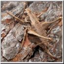 Pholidoptera griseoaptera - Strauchschrecke w02.jpg